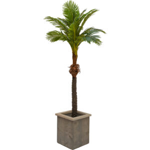 Beach palmboom in houten bak - 2.35m